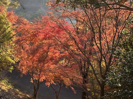 紅葉 もみじ,紅葉,徳島県の写真素材