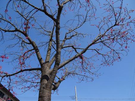 河津桜の公園-140 公園,河津桜,花びらの写真素材