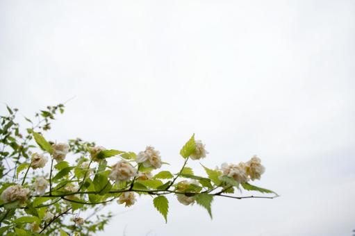 淡い花と春の空 春,花,白い花の写真素材