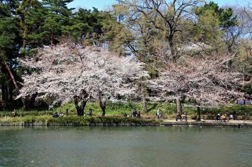 桜の咲く公園 桜の咲く公園の写真