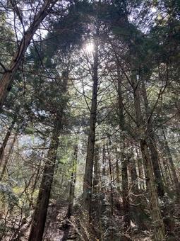 太陽と林の写真