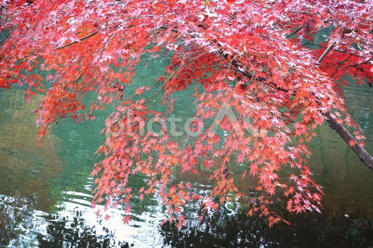 東京都文京区六義園の紅葉と池 文京区,六義園,秋の写真素材