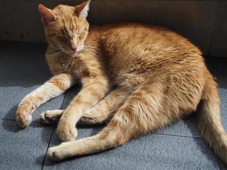 ポルト春の野良猫 ポルト春の野良猫の写真