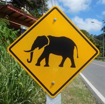 交通標識 交通標識 ゾウ注意,道路標識,タイの写真素材