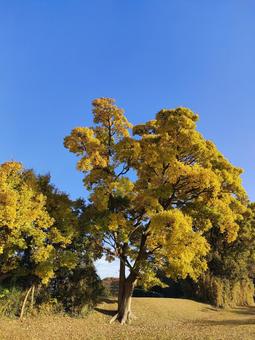 公園の木 木,自然,空の写真素材