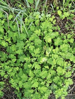 葉っぱ32 自然,屋外で,草の写真素材