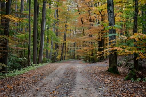 初秋の紅葉はじめの山道 初秋の紅葉はじめの山道の写真