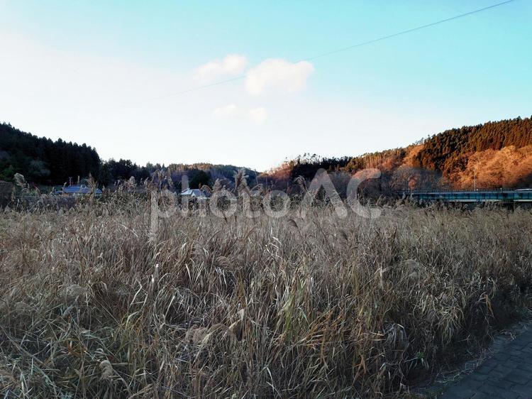 枯れすすきの繫茂した川辺 ススキ,すすき,秋の写真素材