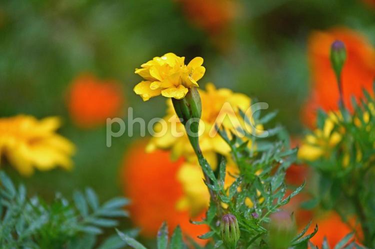 マリーゴールド マリーゴールド,花,自然の写真素材