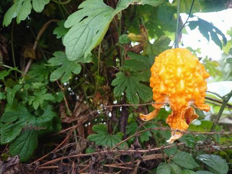 苦瓜のはぜた実 苦瓜のはぜた実 ニガウリ,ゴーヤー,グリーンカーテンの写真素材