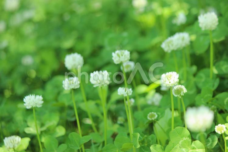 しろつめぐさ しろつめくさ,シロツメクサ,シロツメグサの写真素材