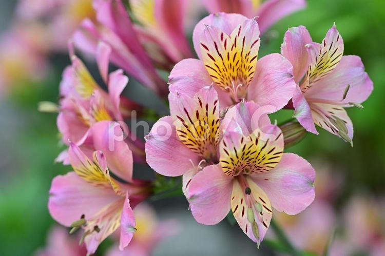 アルストロメリア アルストロメリア,インカのユリ,花の写真素材