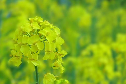 花模様ー季節の花 花模様ー季節の花の写真