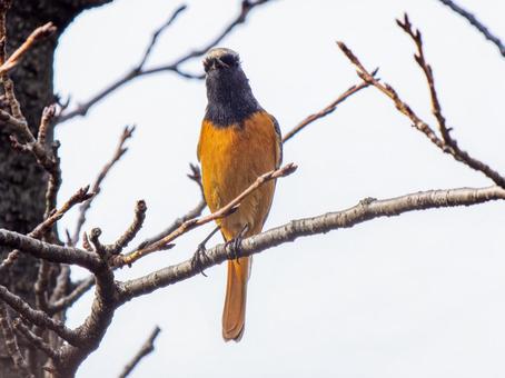 枝にとまるジョウビタキのオスの写真