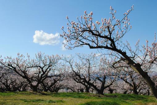 Photo, shinshu, chikuma-shi, anzu no sato, 