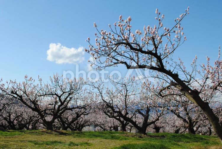 信州千曲市あんずの里 信州,千曲市,あんずの里の写真素材