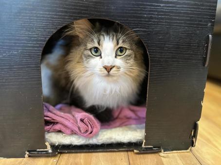 Photo, cat, peeping, cute, 