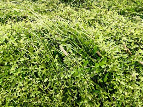 生い茂る雑草 生い茂る雑草の写真