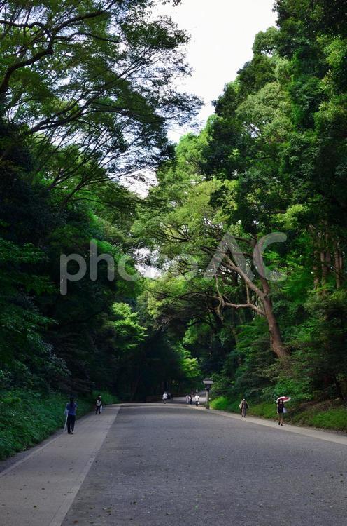 明治神宮の参道 明治神宮,参拝,参道の写真素材