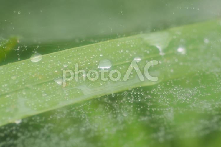 くもの巣と水滴 くもの巣,雨粒,水滴の写真素材