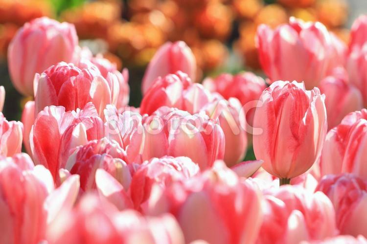春のおとずれ チューリップ,花,自然の写真素材