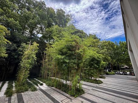 街中に広がる静かな竹林と石畳の風景 街中に広がる静かな竹林と石畳の風景 竹林,緑,自然の写真素材