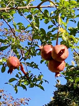 果物・ザクロ ザクロ,石榴,柘榴の写真素材