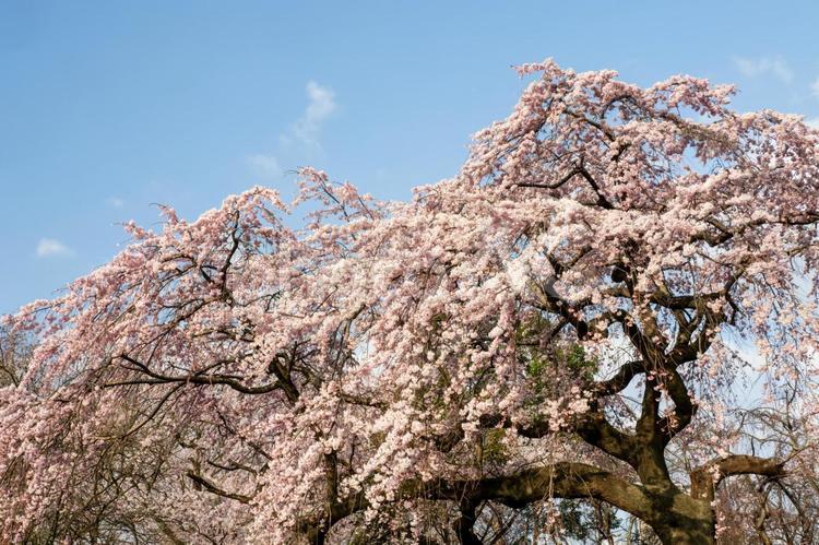 榴岡公園の桜(26) 花,サクラ,さくらの写真素材