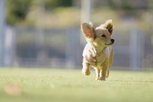 ドッグランのワンコの写真