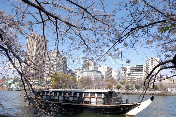 桜と大川の屋形船 桜,花,都市の写真素材