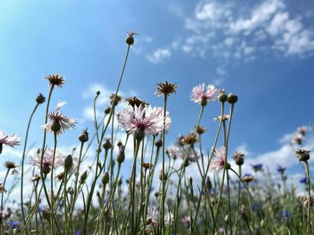 空とヤグルマギク ヤグルマギク,野花,春の花の写真素材