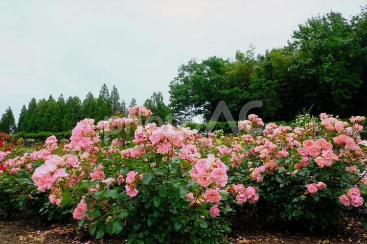 バラ園　播磨中央公園 バラ,ばら,薔薇の写真素材