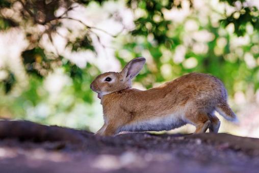 大久野島の兎 うさぎ,大久野島,野生動物の写真素材