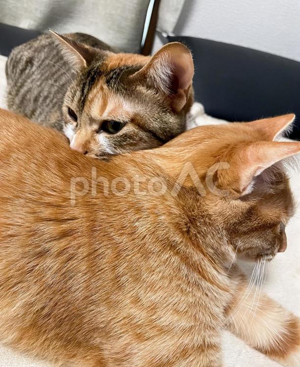 顎乗せ、ねこきょうだい 仲良し,くっつく,背中の写真素材