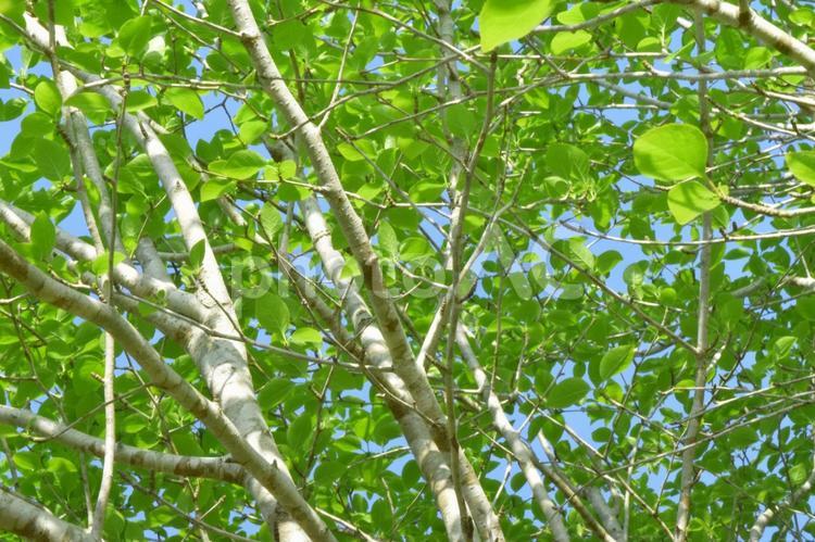 爽やかな木の景色 木,緑,葉の写真素材