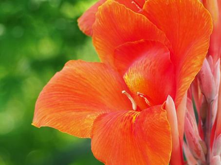 夏の花 カンナ 夏の花 カンナの写真