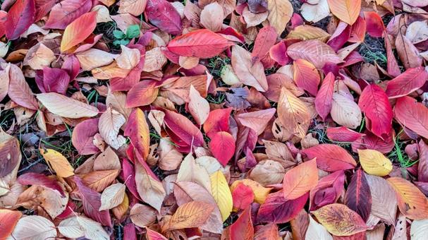 地面を覆う紅葉のじゅうたん　落ち葉　晩秋 落ち葉,紅葉,秋の写真素材
