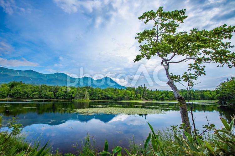 北海道　知床五湖ガイドウォーク 知床,知床五湖,北海道の写真素材