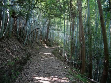 高野山 町石道 竹林 高野山 町石道 竹林の写真
