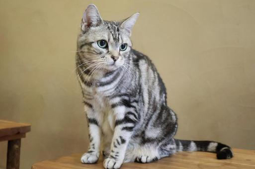 猫(アメリカン・ショートヘア) 猫(アメリカン・ショートヘア)の写真