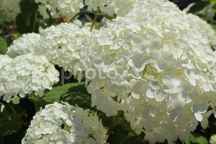 白いアジサイのアップ 紫陽花,白,ホンアジサイの写真素材