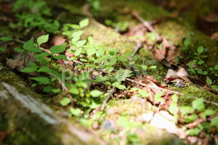 木漏れ日 木漏れ日,光,光漏れの写真素材