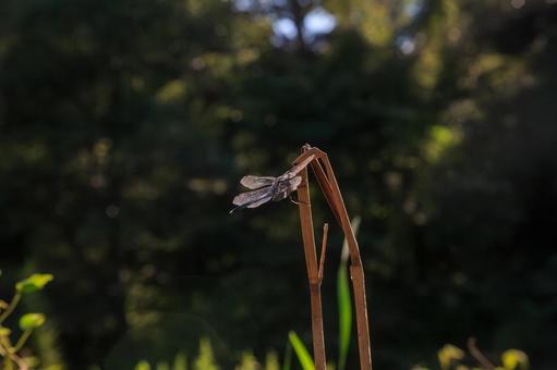 枯れ茎にとまるトンボ 枯れ茎にとまるトンボの写真