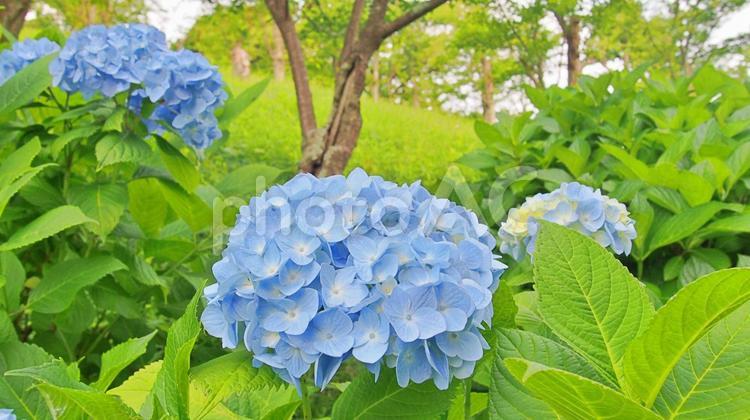 紫陽花と美しい山の風景 梅雨,雨,6月の写真素材