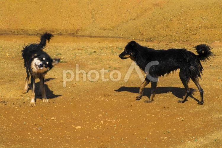 濡れた毛をプルプルするモンゴルの犬 犬,濡れた犬,プルプルの写真素材