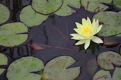 水辺に咲くスイレンの花 水辺に咲くスイレンの花の写真