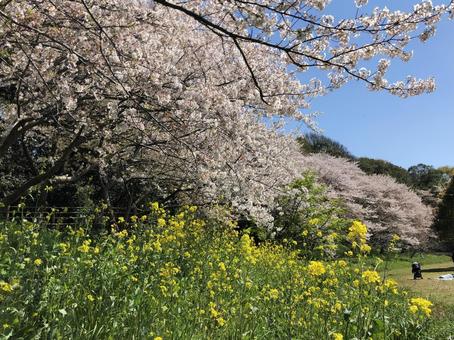 桜と菜の花 桜と菜の花の写真