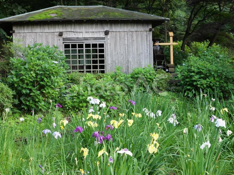 菖蒲の花と水車小屋 菖蒲,水車,小屋の写真素材