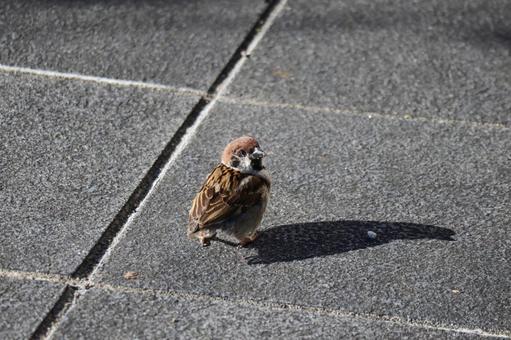 1羽の雀のいる道の風景の写真