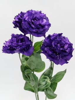 紫色のトルコキキョウの花 紫色のトルコキキョウの花 花,トルコキキョウ,リシアンサスの写真素材